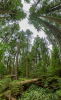  D857237-Pano