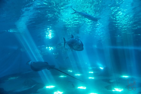 2019 11 22 Maui Aquarium