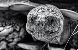  D851894-Edit