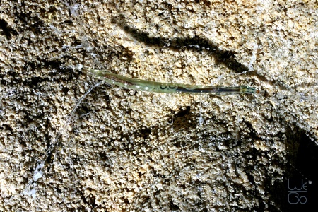 Spellbound larva closeup