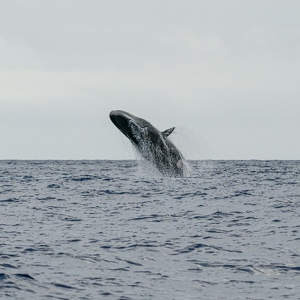 2023 08 12 Whalewhatching in Lajes
